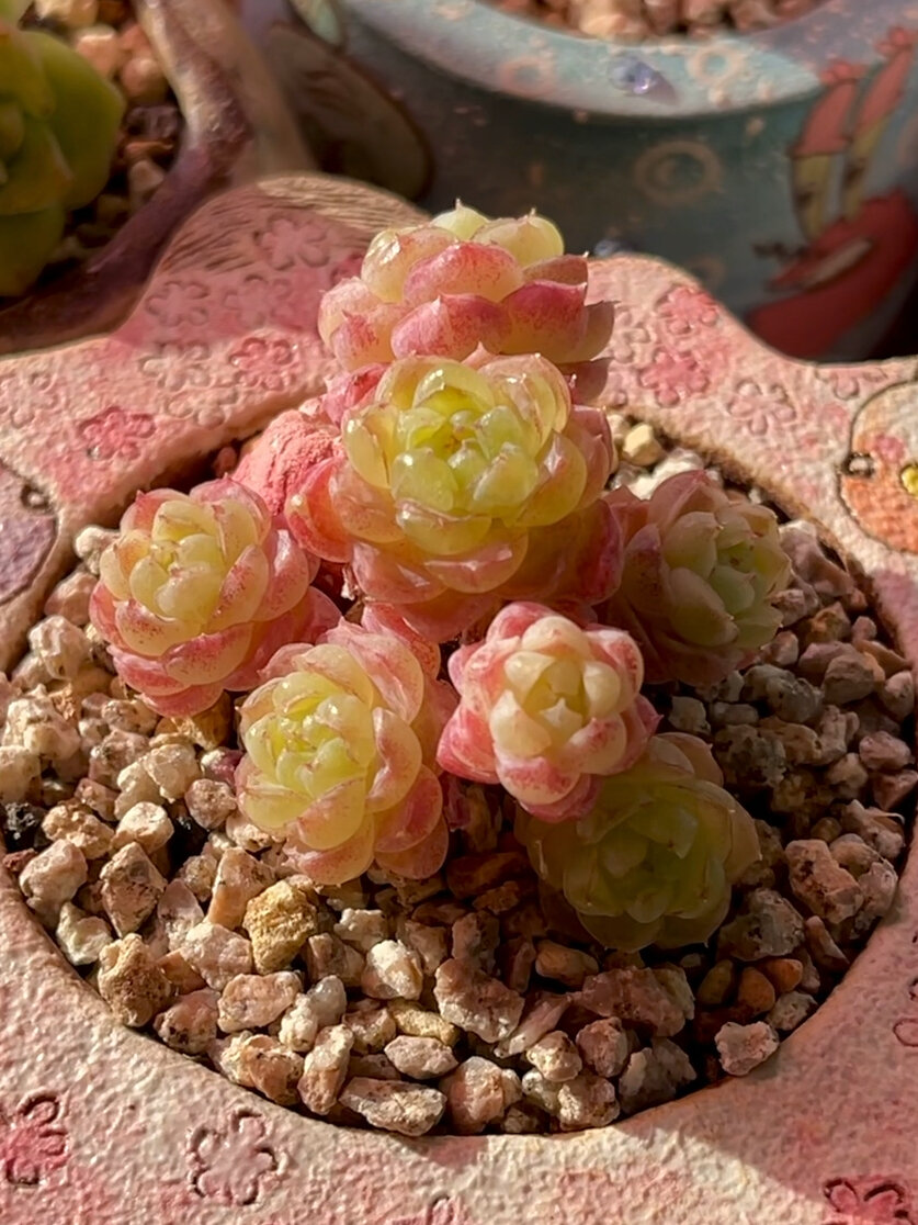 晶体感满满的羊脂球多肉～