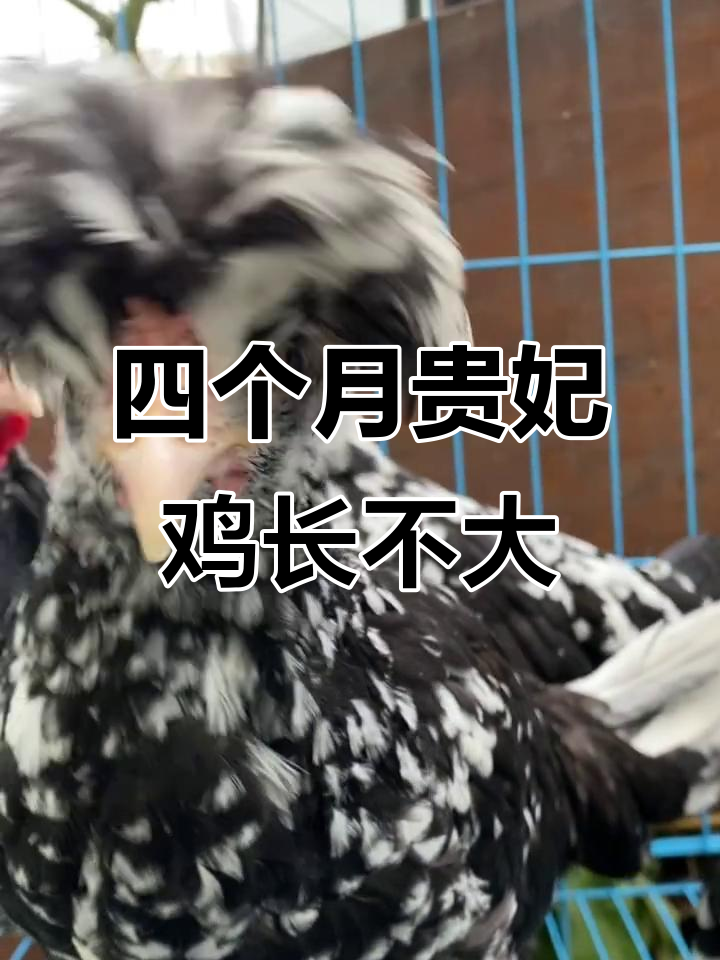 贵妃鸡四个月才一斤，胆小如鼠不敢飞