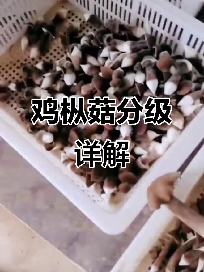 鸡枞菇分级标准揭秘,如何挑选优质菌包?