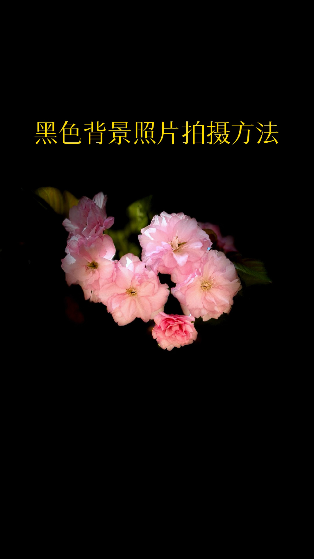 手机也能拍出这种黑色背景图片了