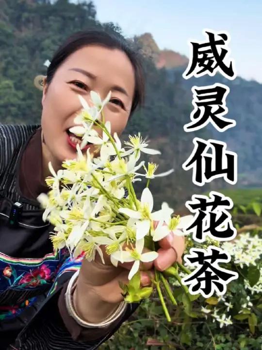 威灵仙花茶 威灵仙花开了