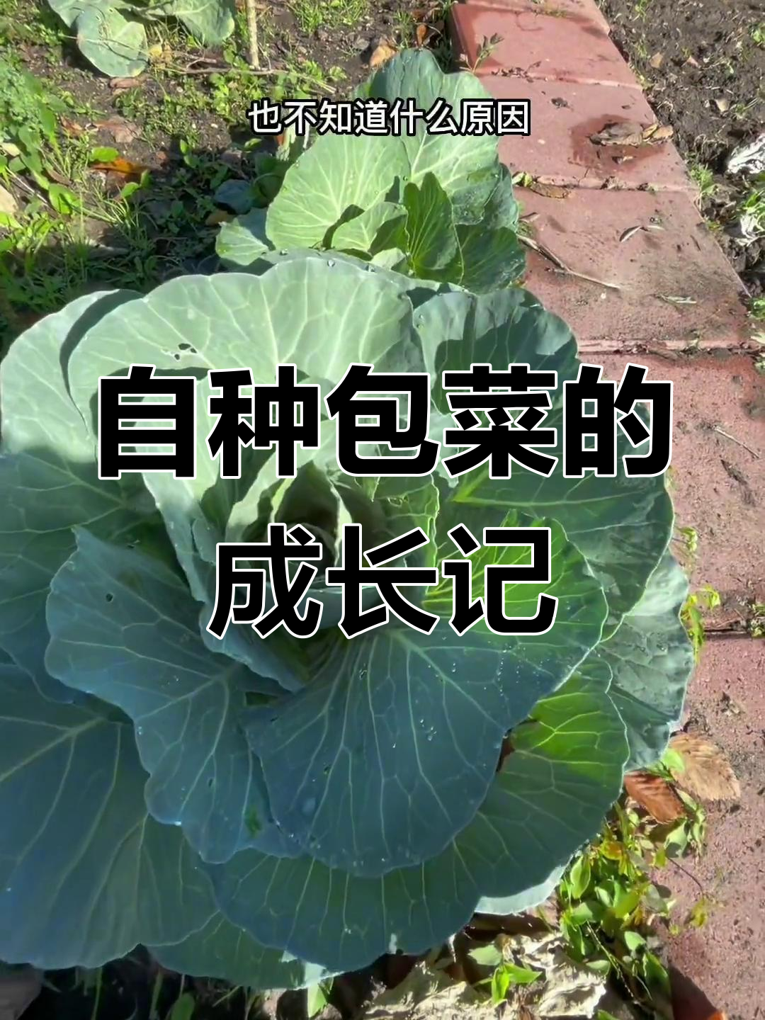 包菜种植全程记录:从种子到收获,竟然遭遇虫害!