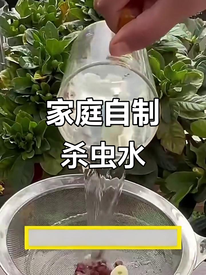 自制杀虫剂,轻松搞定花盆里的虫子问题