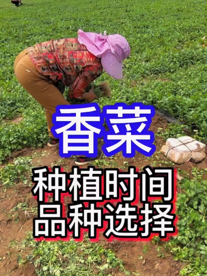 香菜种植时间与选择