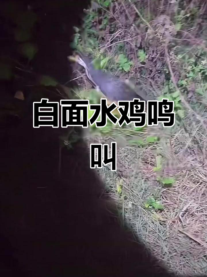 白面水鸡叫声大揭秘，听了就上瘾！