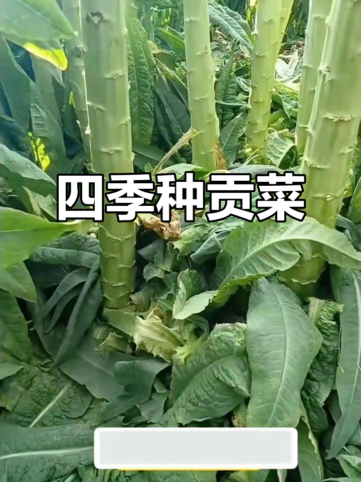 贡菜种子,四季皆宜,耐寒又耐热,种植轻松