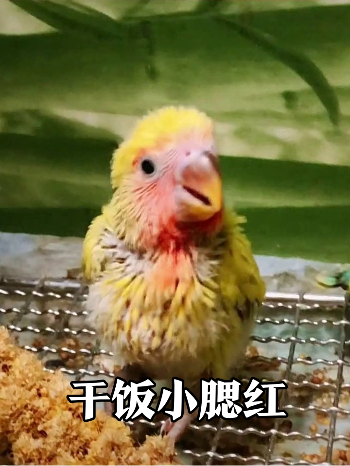 小黄鸡变干饭特种兵!手一伸就列队,抢食凶萌反差萌