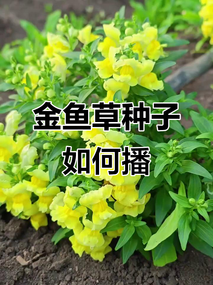 金鱼草种子播种技巧:小而美,保持湿润才能发芽