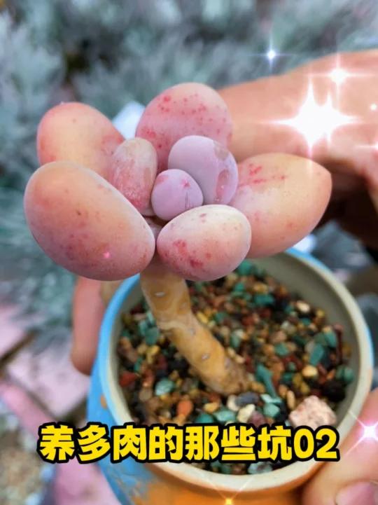 养多肉的那些坑02
