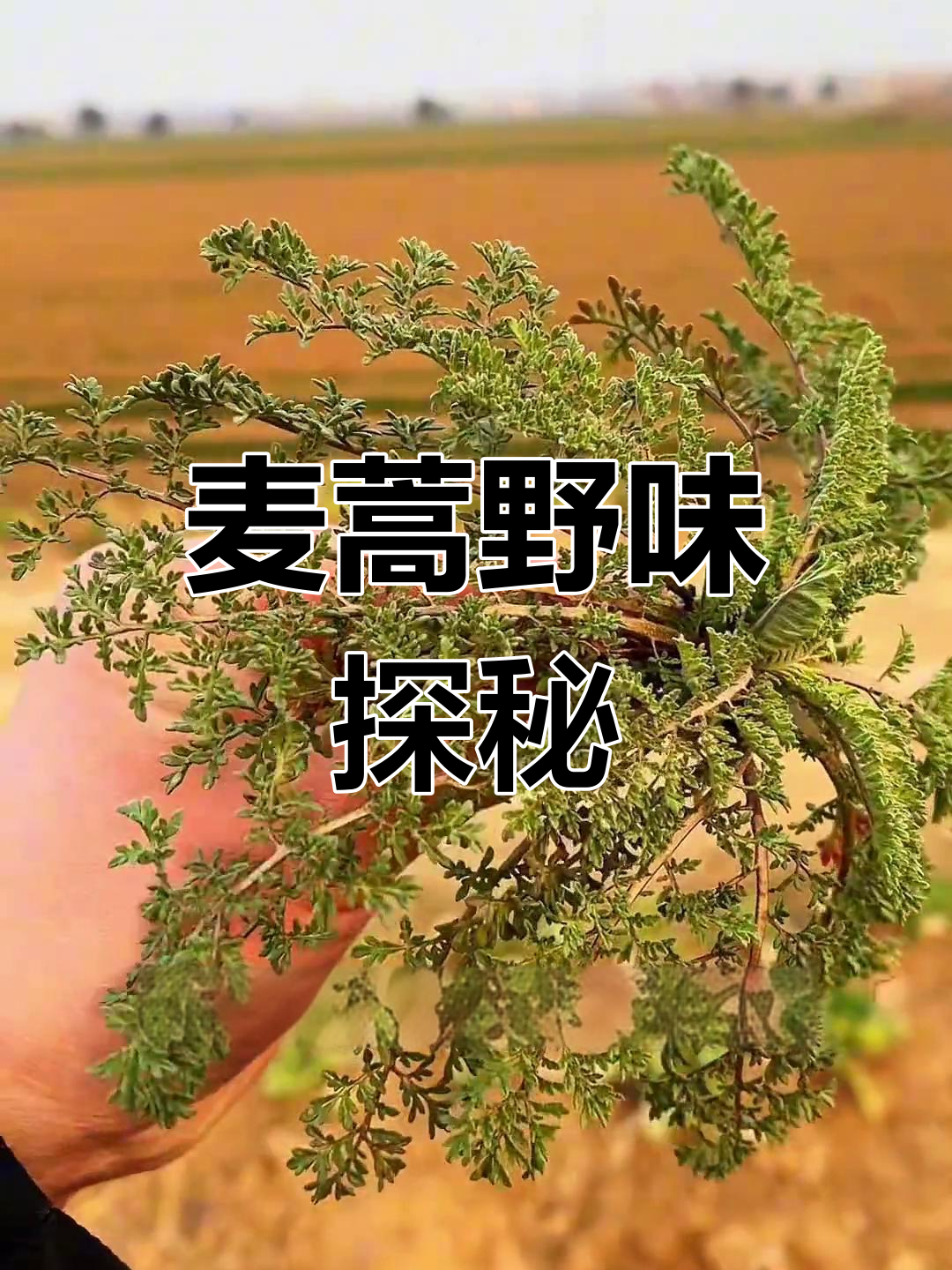 麦蒿,野菜新宠,你尝过吗?