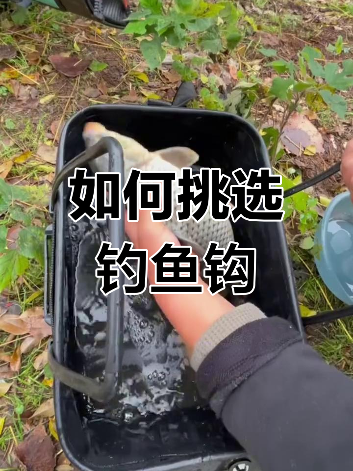 野钓时如何选择鱼钩型号和大小?鲤鲫草鱼黑鱼的钩子选法