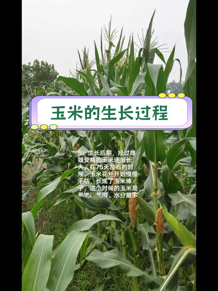 玉米生长周期揭秘:从播种到收获的六个阶段