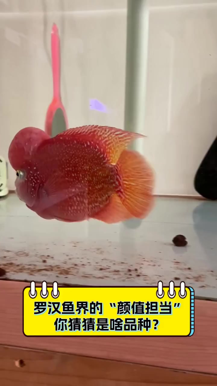 罗汉鱼界的“颜值担当”,你猜猜是啥品种?
