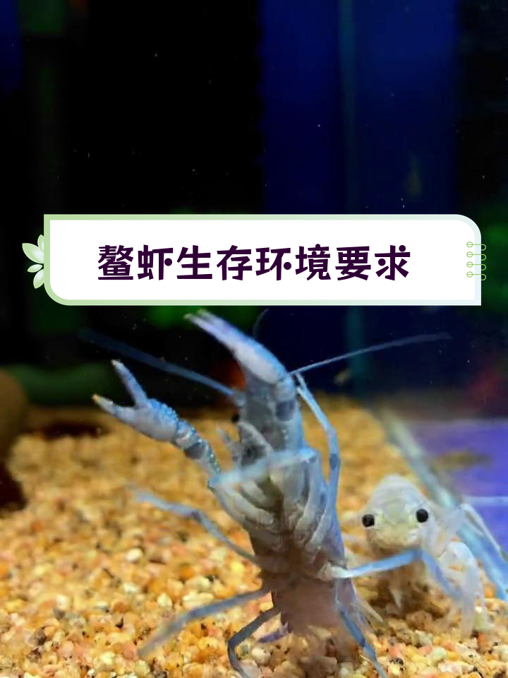 淡水鳌虾养殖条件解析