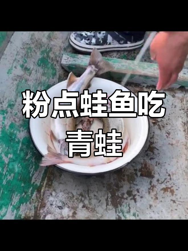 俄罗斯钓获的粉点蛙鱼,竟藏完整青蛙