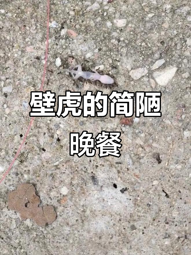 壁虎晚餐大揭秘，可怜的小家伙吃得太简单了