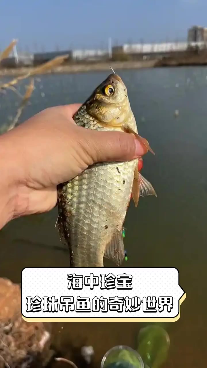 海中珍宝,珍珠吊鱼的奇妙世界