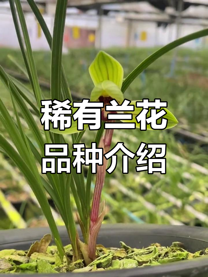 云南珍稀兰花品种揭秘:集三大名品特征于一身