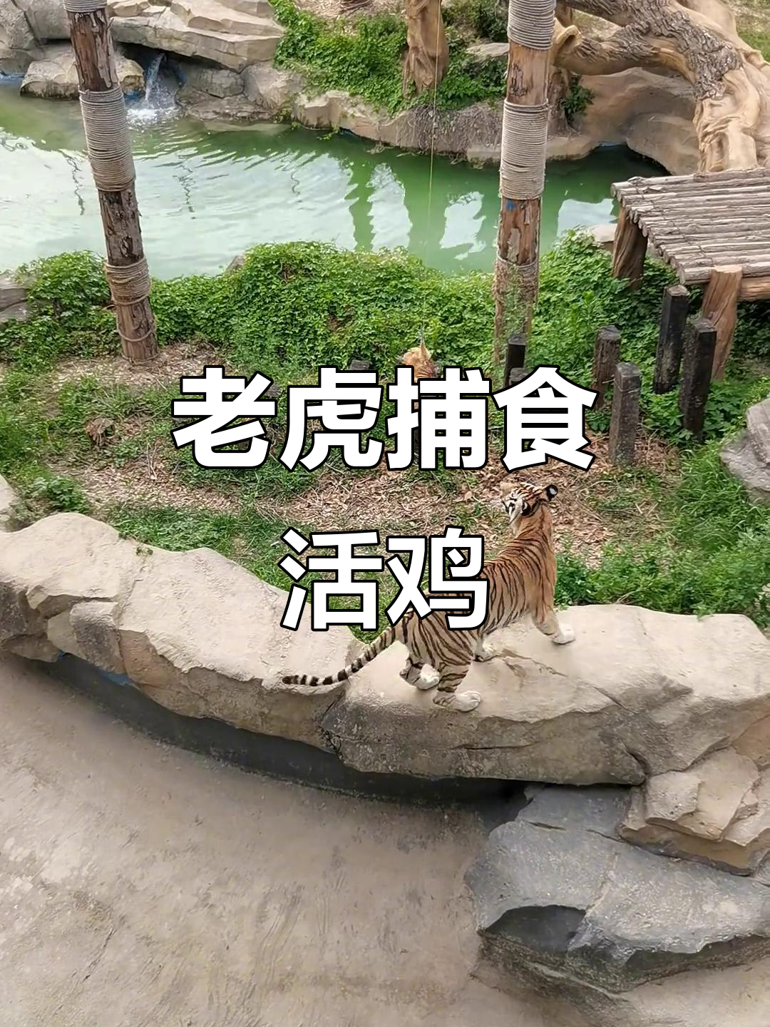 老虎抓鸡惊险瞬间，金毛也差点被吃！