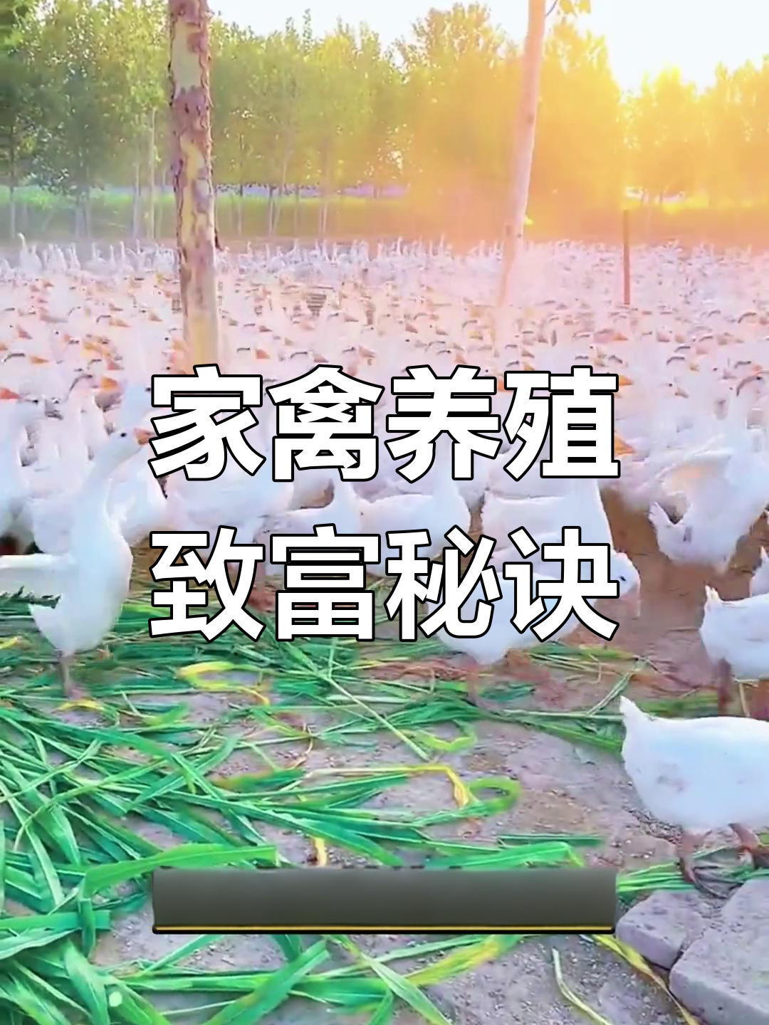 只需一亩地,教你轻松养殖鸡鸭鹅,成品回收利润可观