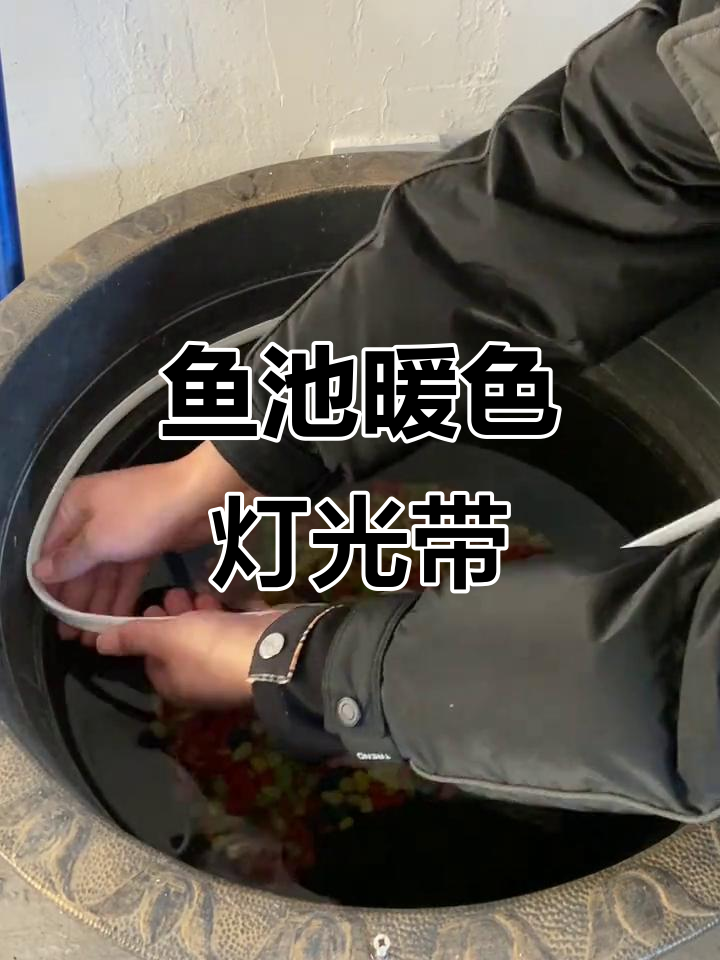 鱼池灯带打造温馨氛围,防水设计让夜晚更美