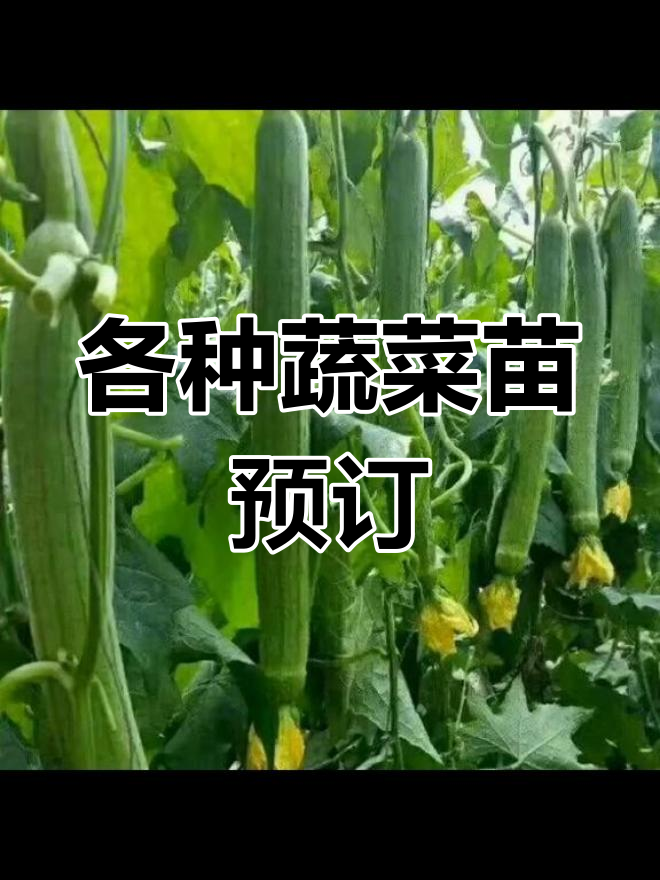 常年供应各类蔬菜苗,有机菜花、黄瓜等