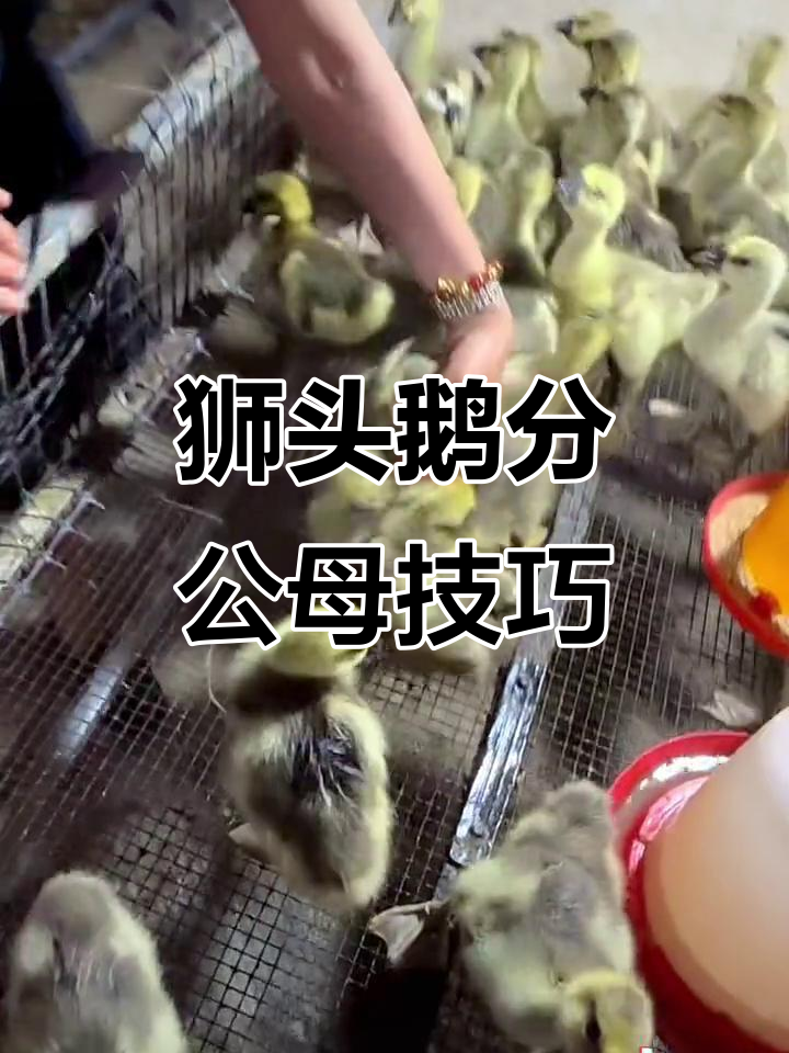 如何分辨狮头鹅公母?看屁股就能搞定!