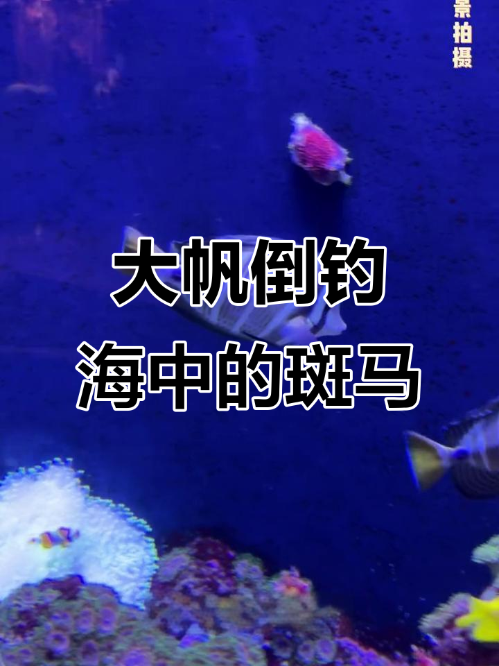 鱼也能做帆船,大帆倒钓的独特魅力