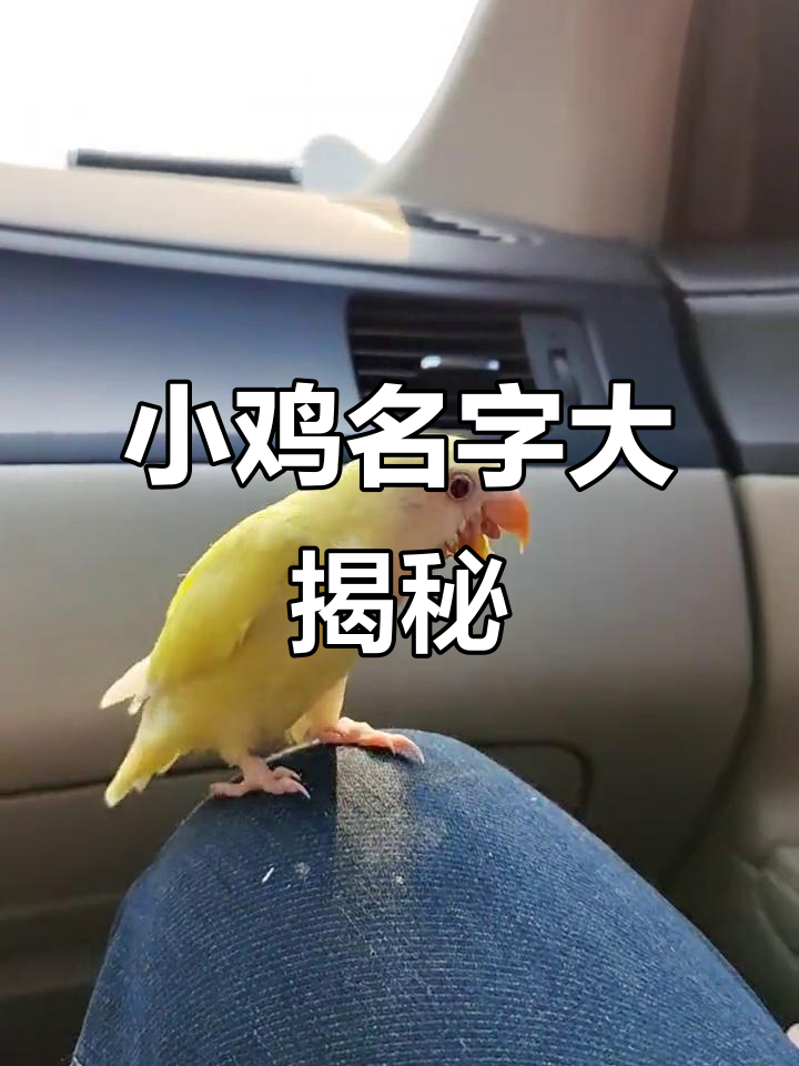 你家小鸡的名字是什么?分享一下,看看谁的最有趣!