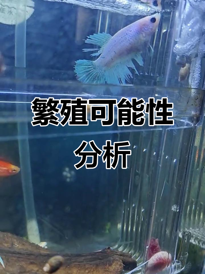 公斗鱼频繁吐泡,母鱼抱卵明显,还能成功繁殖吗?