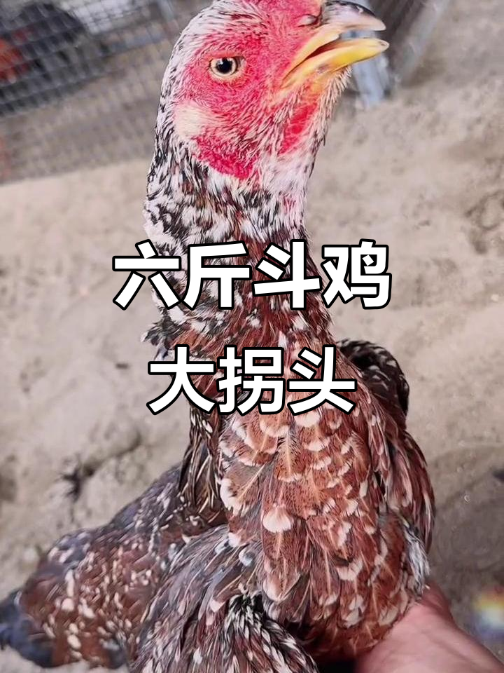 越南芽庄独鳞怪脚大拐头,六斤重全满加钢!