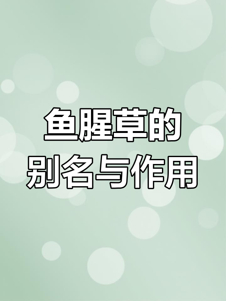 鱼腥草:别名与功效全解析,清热解毒、消肿利尿