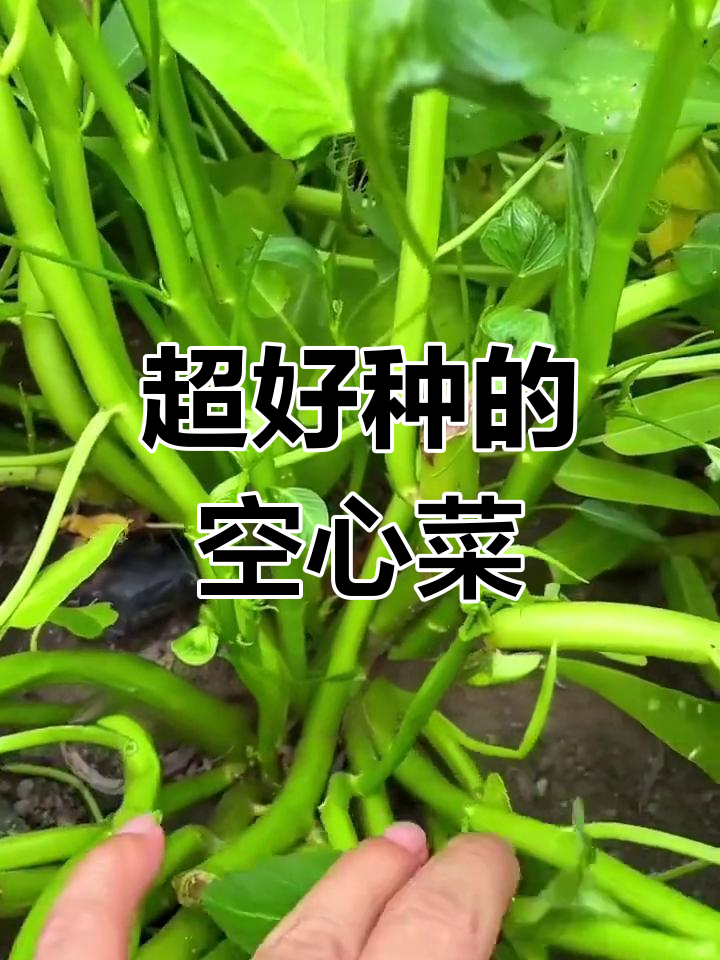 空心菜:超耐高温,夏季疯长,懒人必种!