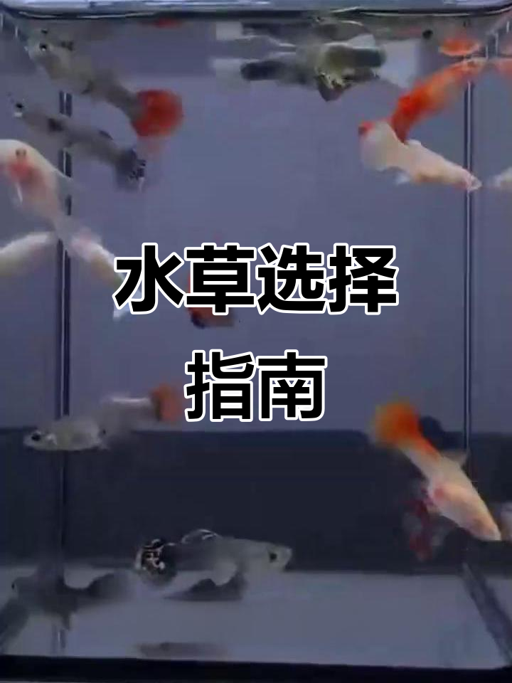 孔雀鱼适合哪些水草?中性至弱碱性环境最佳