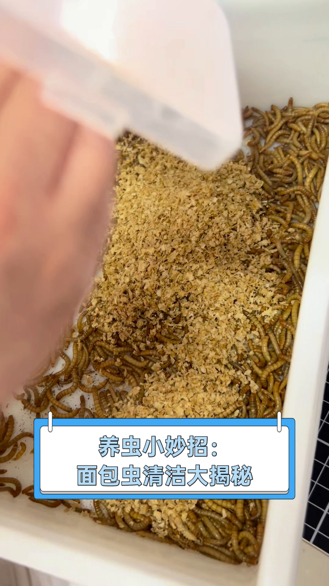 养虫小妙招:面包虫清洁大揭秘