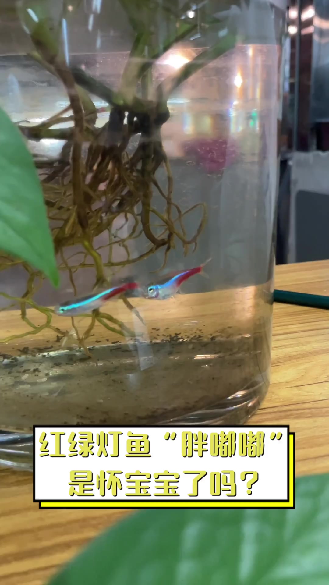 红绿灯鱼“胖嘟嘟”,是怀宝宝了吗?