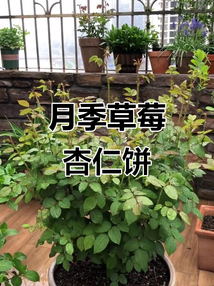 草莓杏仁饼月季:五年养护经验与春花展望