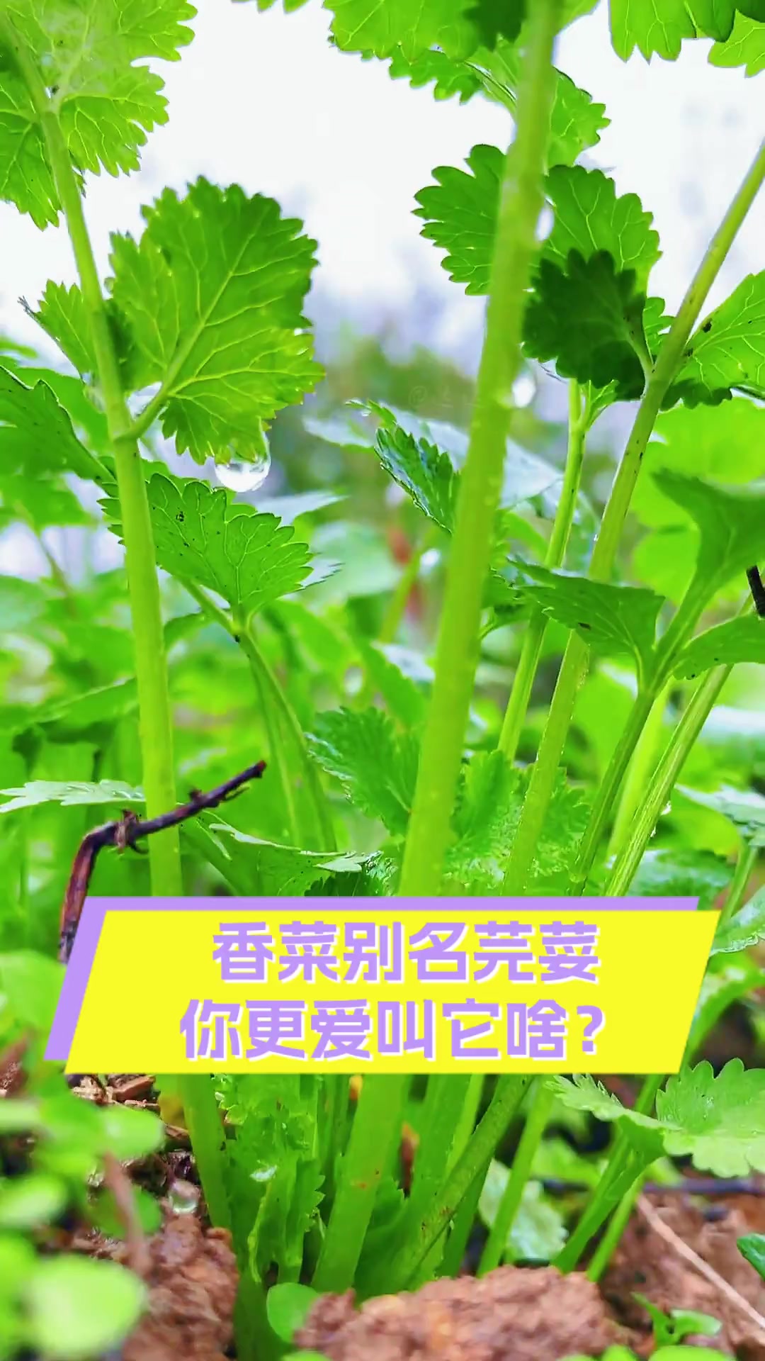 香菜别名芫荽,你更爱叫它啥?