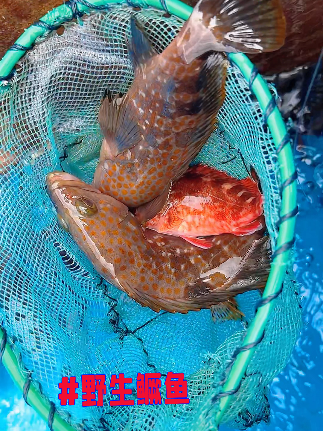 600元一斤纯天然野生鳜鱼,你买吗?