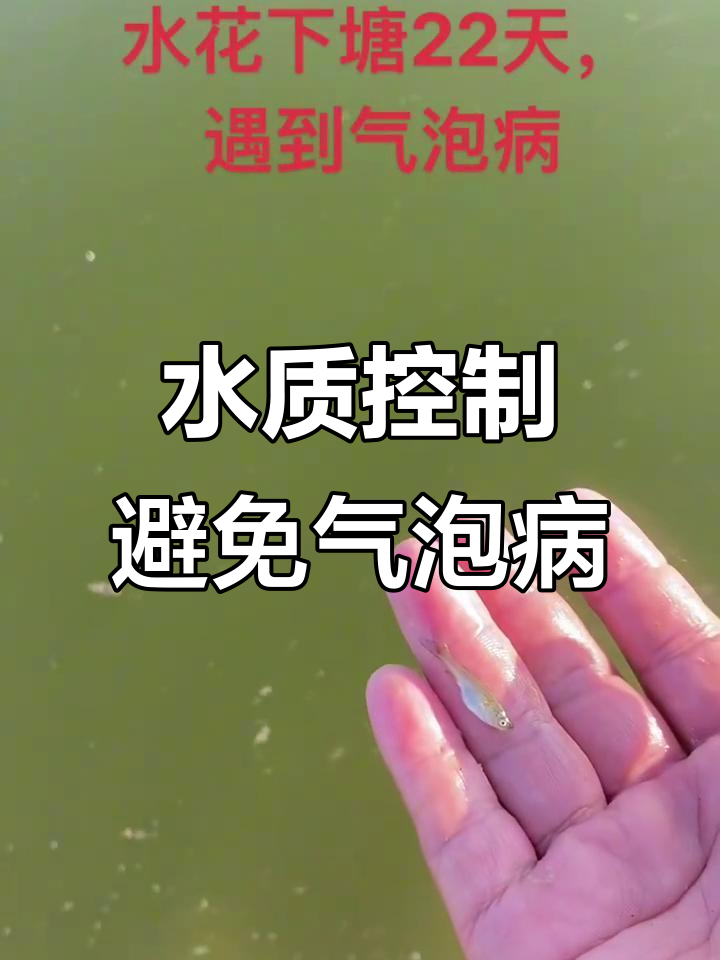 鱼苗培育中的气泡病与水质管理