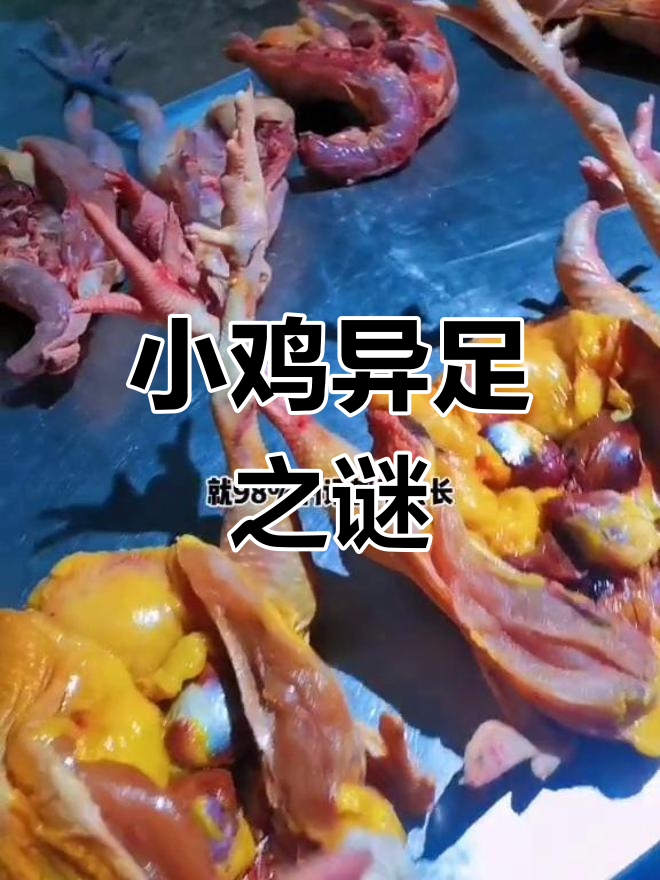 奇怪!这只小鸡脚不一样,真是前所未见