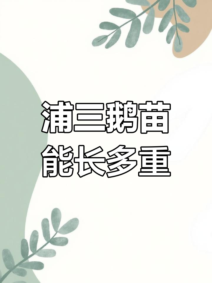 浦三鹅苗的特点与生长潜力