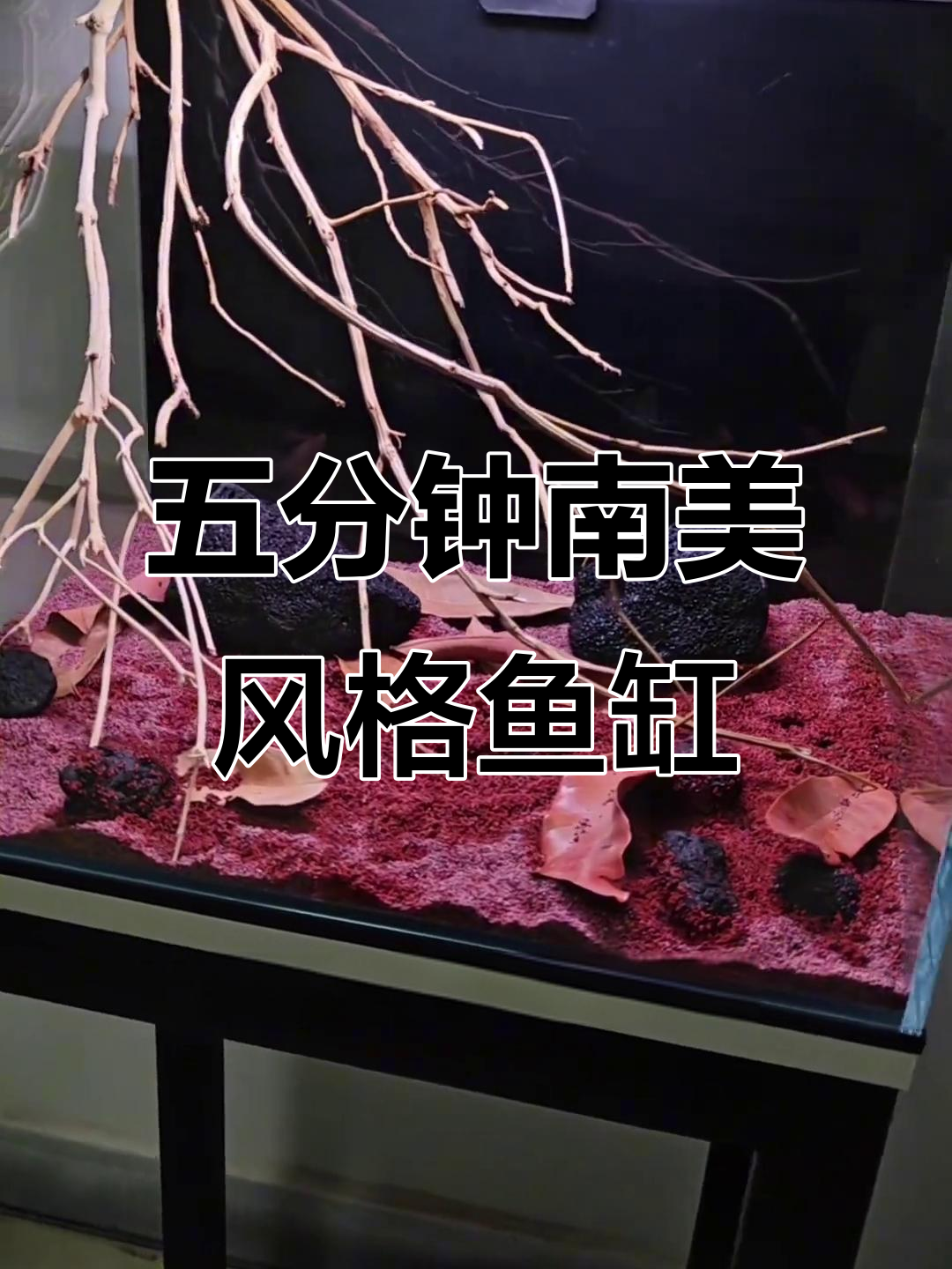 南美风鱼缸快速造景,五分钟搞定!