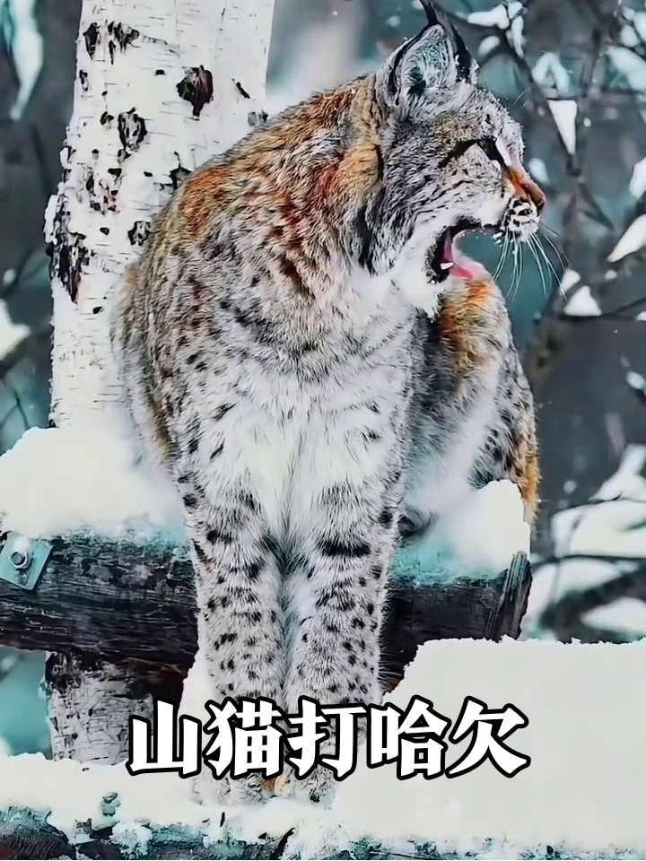 雪地山猫打哈欠被抓拍,表情管理失败秒变表情包