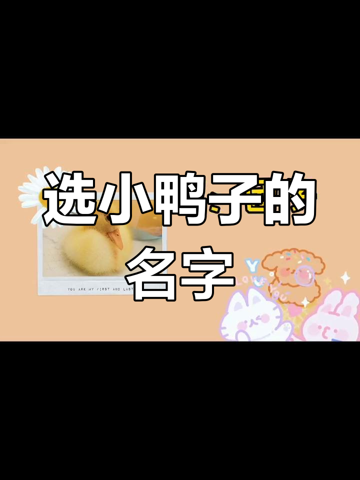 小鸭子名字大比拼,哪个最可爱?