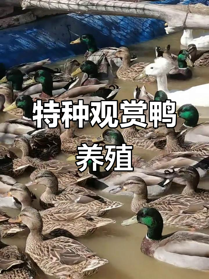特种观赏鸭养殖技巧与魅力