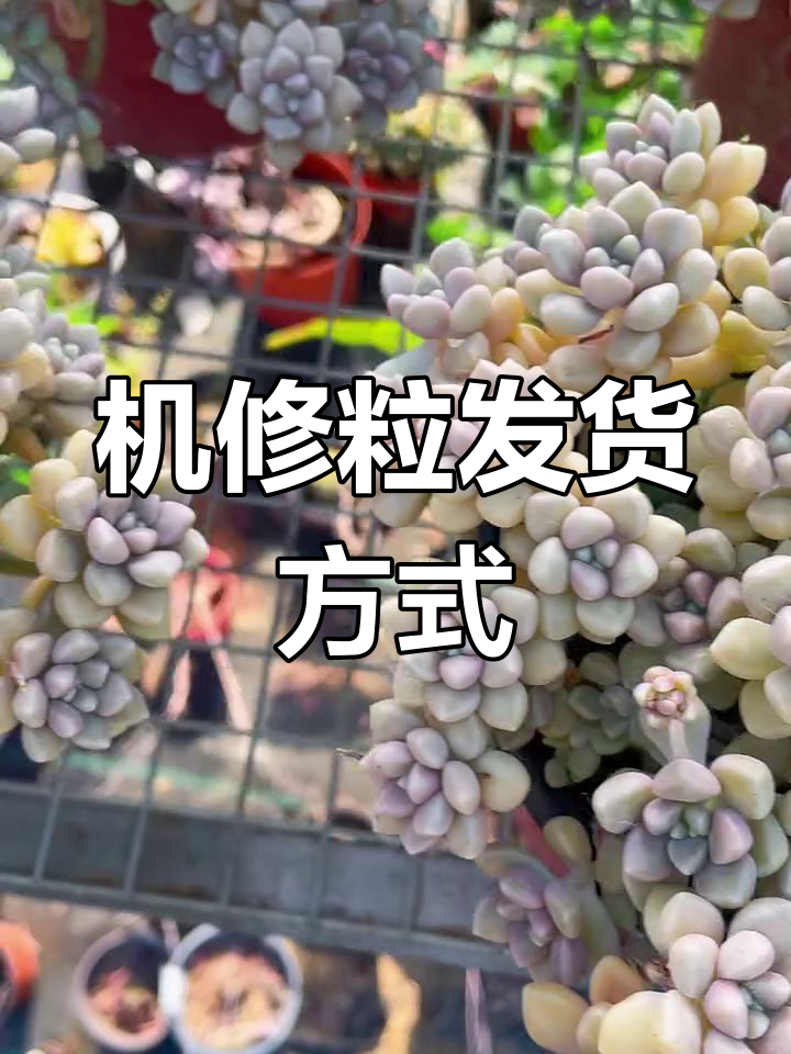 多肉植物发货揭秘:如何安全打包机修粒