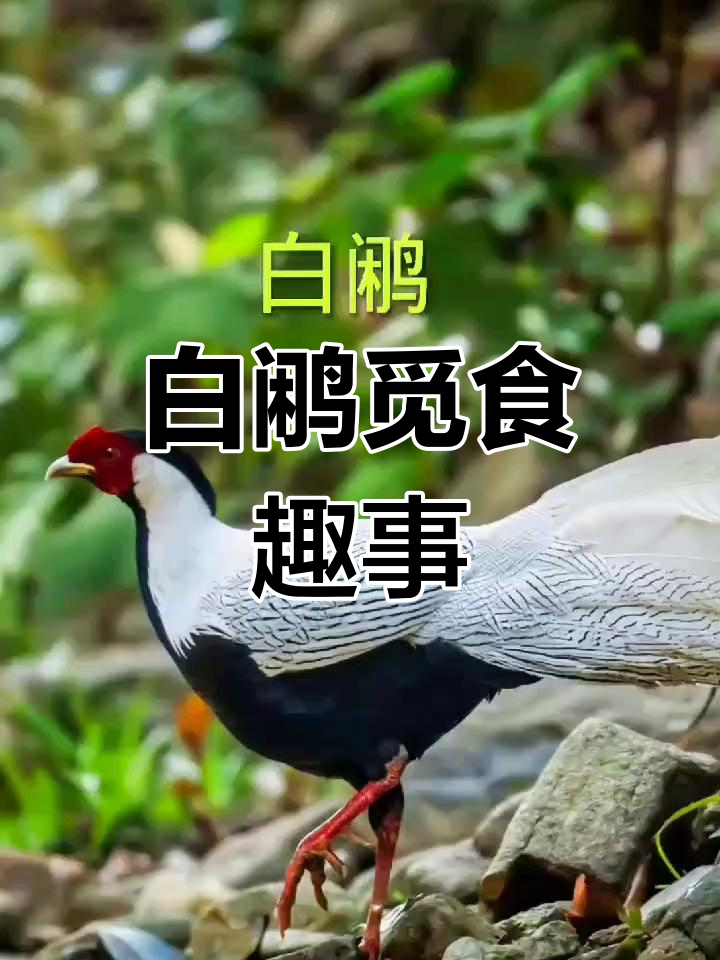 白鹇野外觅食,欢快叫声引关注