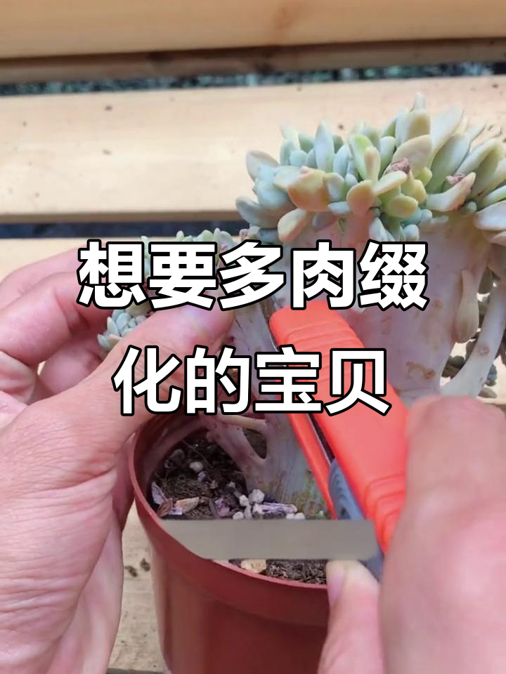 多肉植物缀化福利来啦!宝贝们快来看看吧