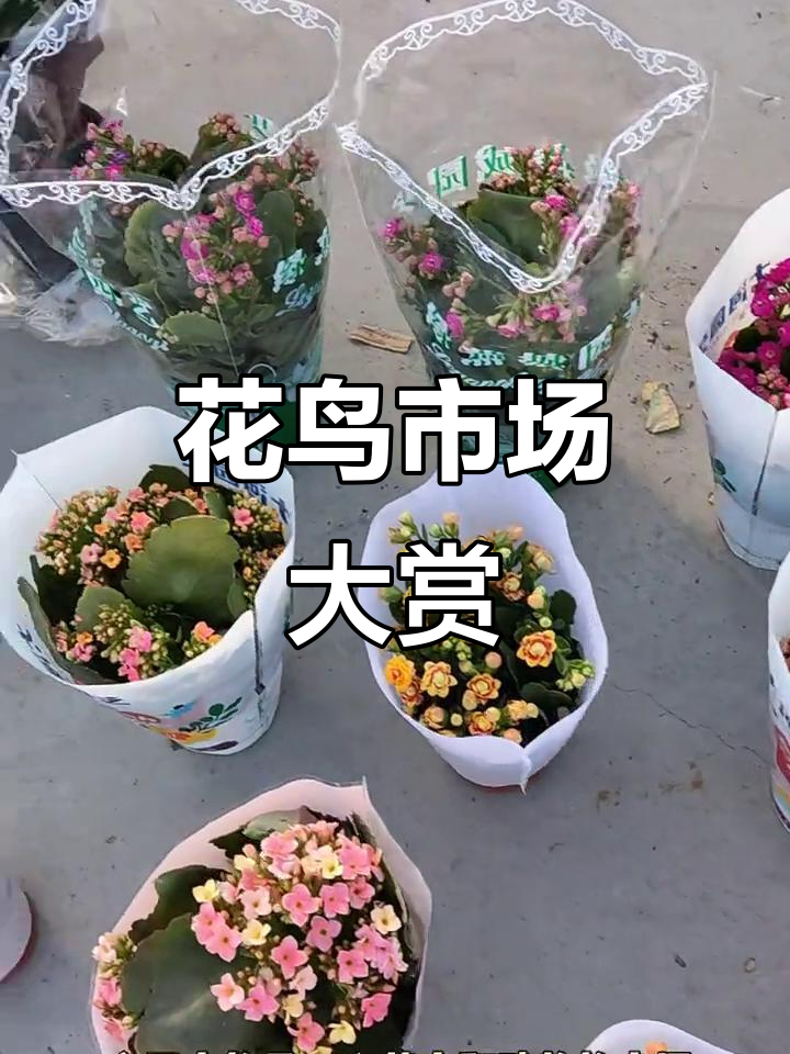 周末逛花卉市场,橘子、多肉和宠物应有尽有